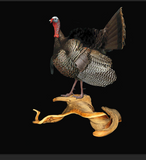 Twisted Juniper Turkey Taxidermy  Pedestal